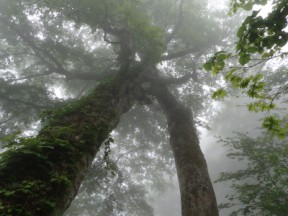巨木の森①
