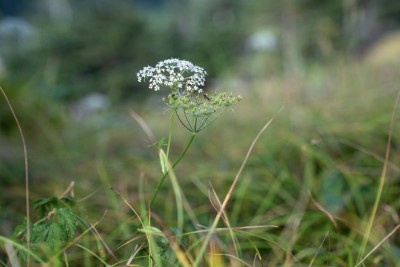 DSC09217