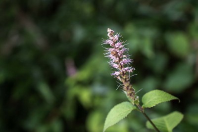DSC09596
